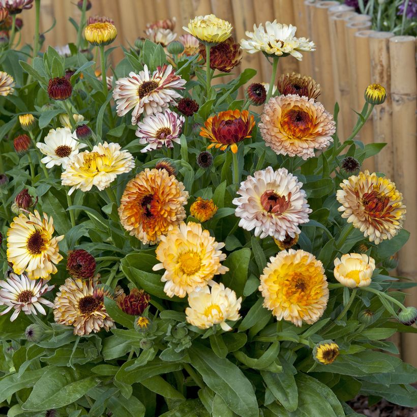 Garten-Ringelblume Playtime Mix - Calendula (Plant habit)
