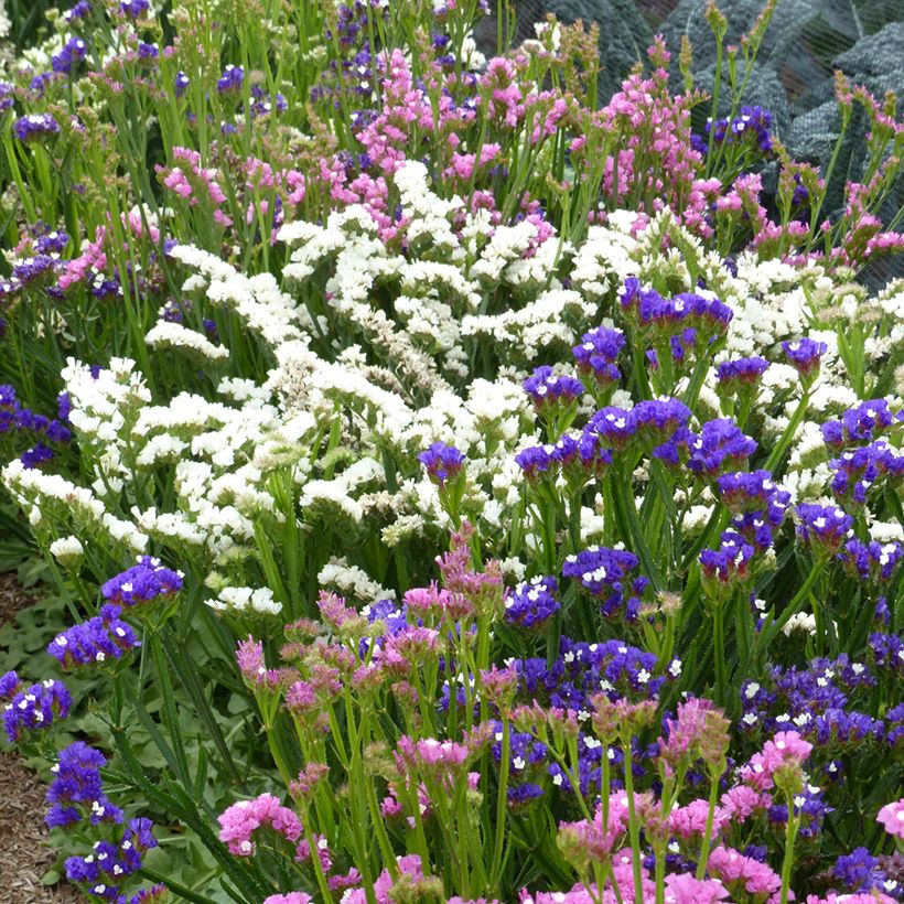 Geflügelter Strandflieder Forever Art Shades (Samen) - Limonium (Wuchs)