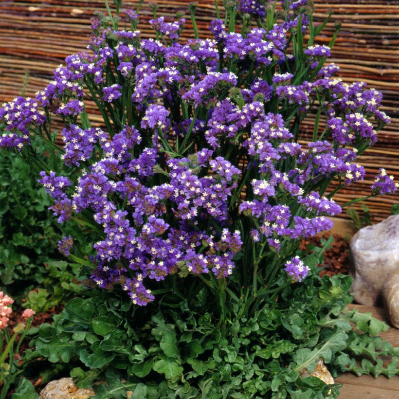 Geflügelter Strandflieder Forever Blue (Samen) - Limonium (Plant habit)