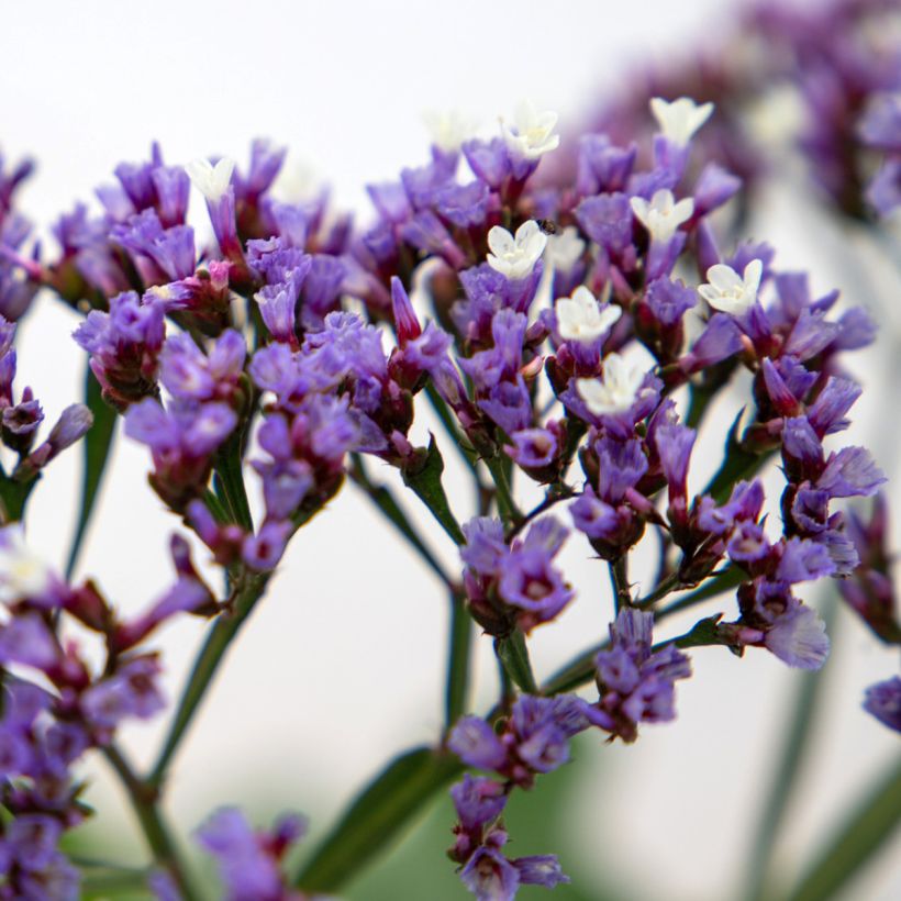 Limonium perezzi (Samen) - Perez' Strandflieder (Flowering)
