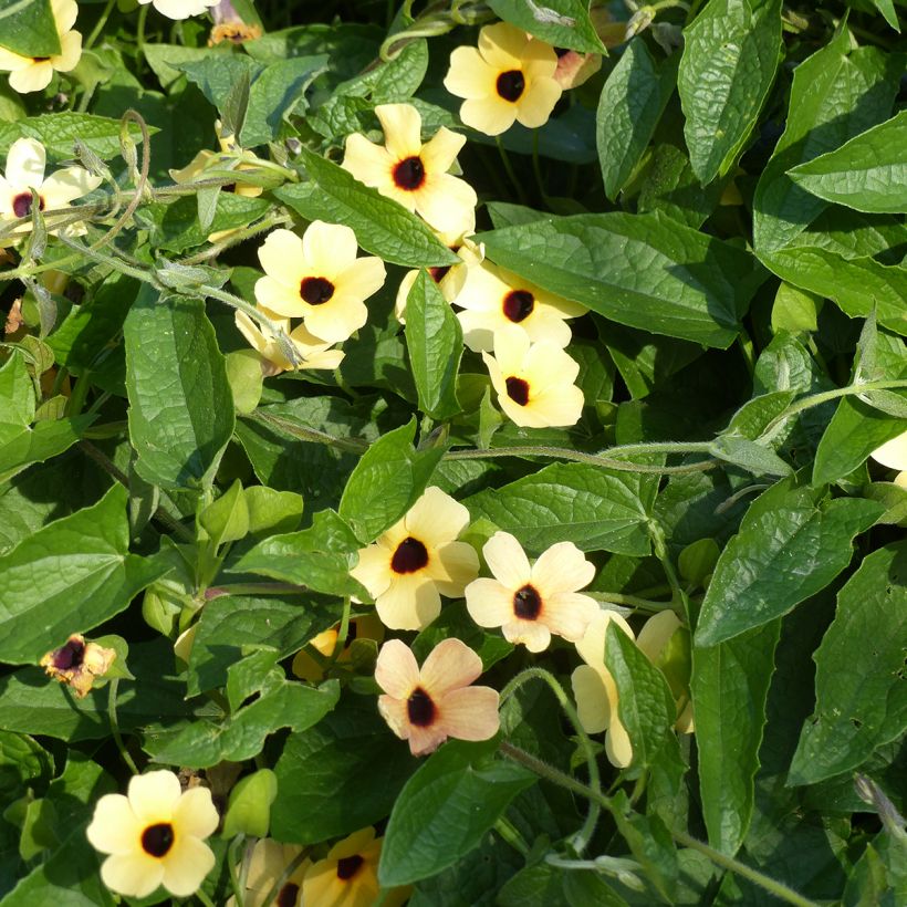 Schwarzäugige Susanne Peach Eye (Samen) - Thunbergia alata (Wuchs)