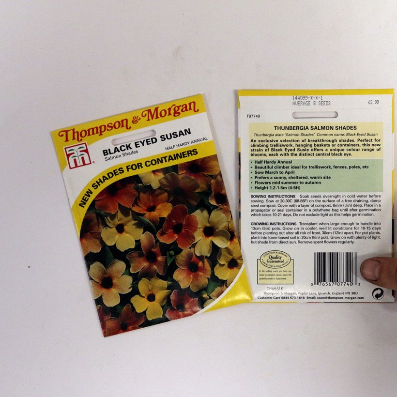 Beispiel eines Exemplars von Thunbergia alata Salmon Shades (Samen) die Tüte mit Samen von 2 Gramm wie geliefert