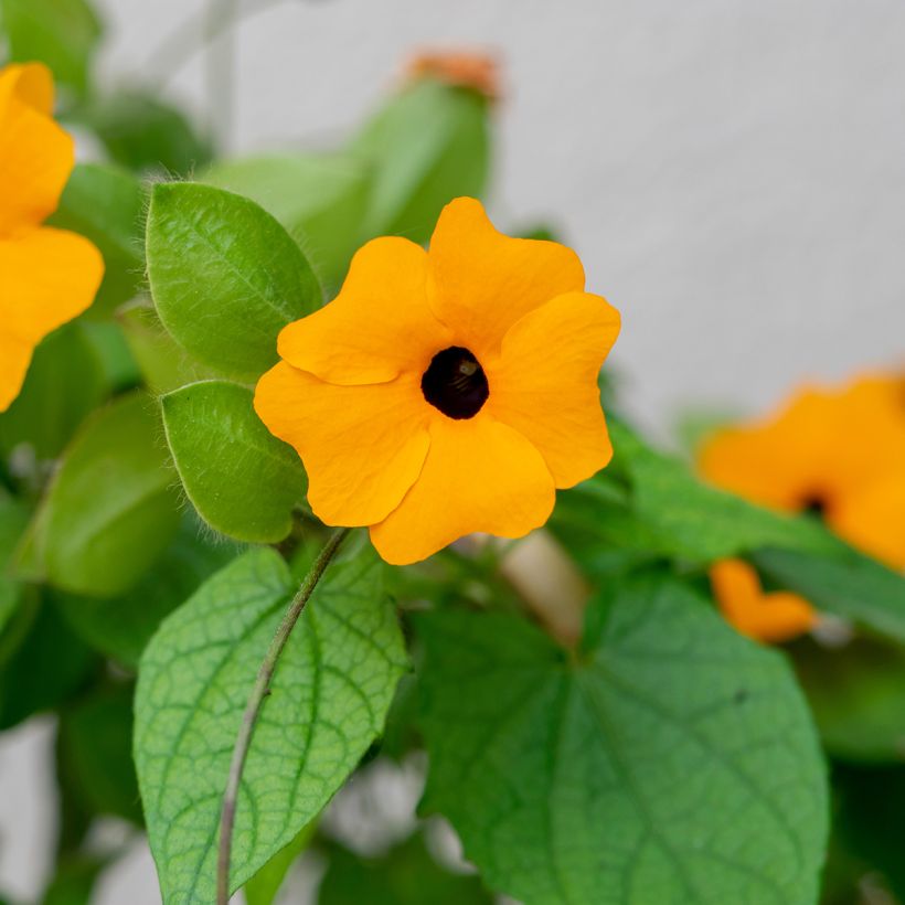 Thunbergia alata (Samen) (Foliage)