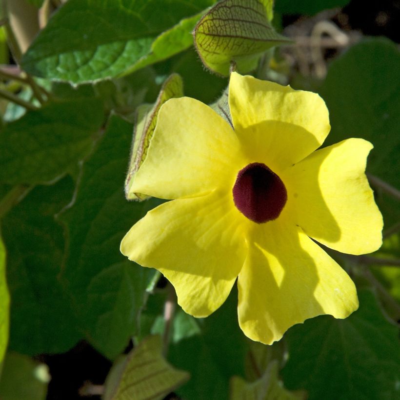 Thunbergia alata (Samen) (Flowering)