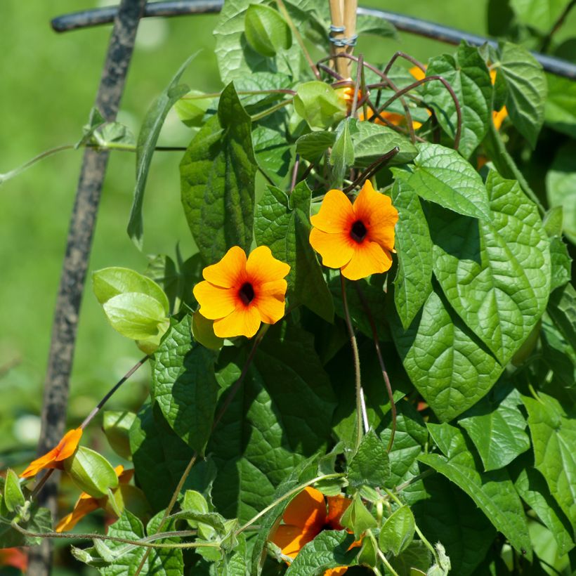 Thunbergia alata (Samen) (Plant habit)