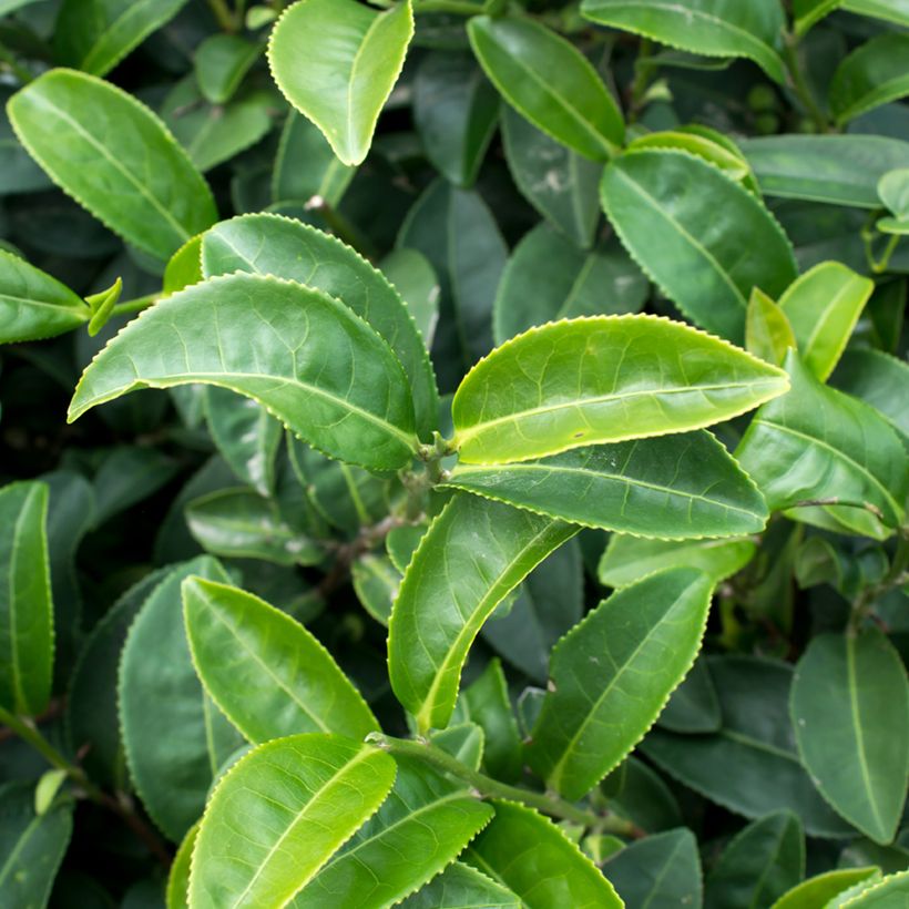 Camellia sinensis (Samen) - Chinesischer Teestrauch (Laub)