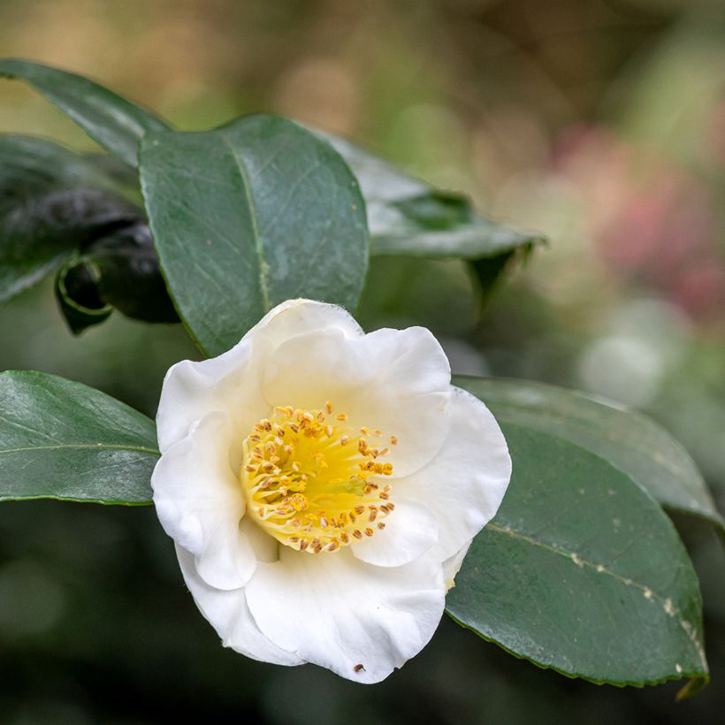 Camellia sinensis (Samen) - Chinesischer Teestrauch (Blüte)