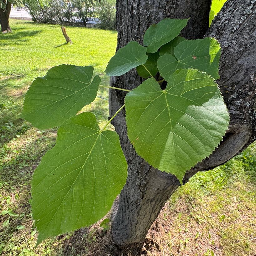 Winter-Linde (Samen) - Tilia cordata (Laub)