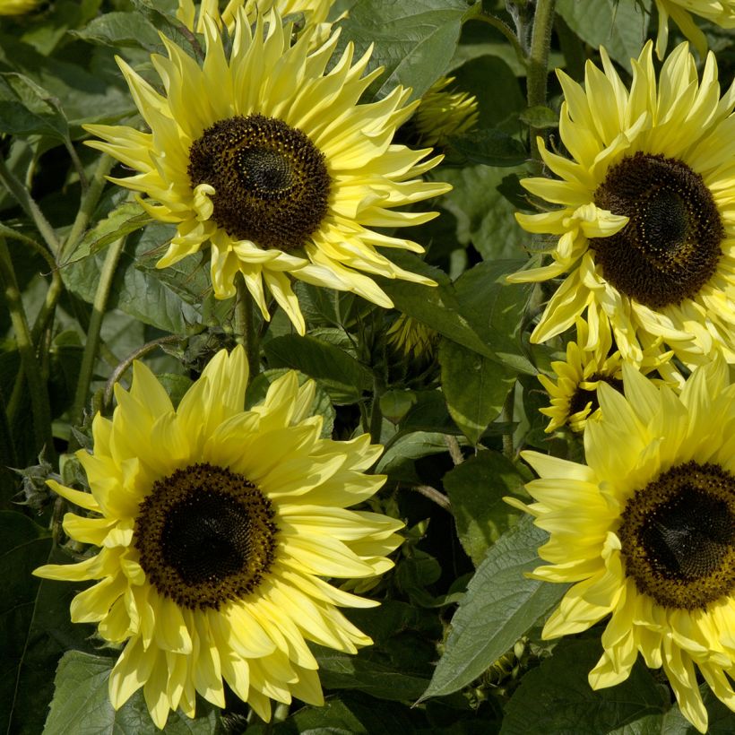 Gemeine Sonnenblume Garden Statement - Helianthus (Flowering)