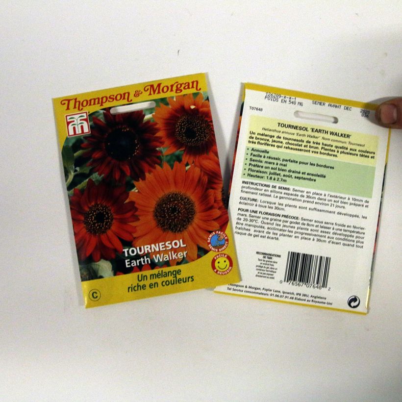 Beispiel eines Exemplars von Gemeine Sonnenblume Earth Walker - Helianthus die Tüte mit Samen von 0.95 Gramm wie geliefert