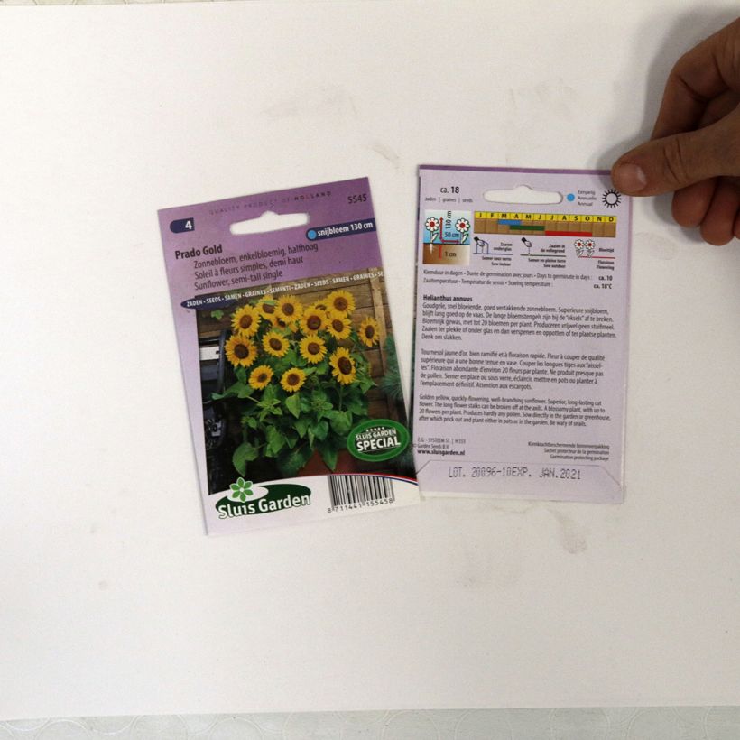 Beispiel eines Exemplars von Gemeine Sonnenblume Prado Gold - Helianthus die Tüte mit 18 Samen ungefähr wie geliefert