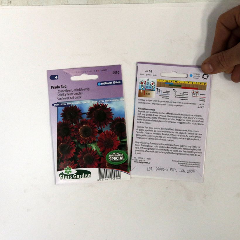 Beispiel eines Exemplars von Gemeine Sonnenblume Prado Red - Helianthus die Tüte mit 18 Samen ungefähr wie geliefert