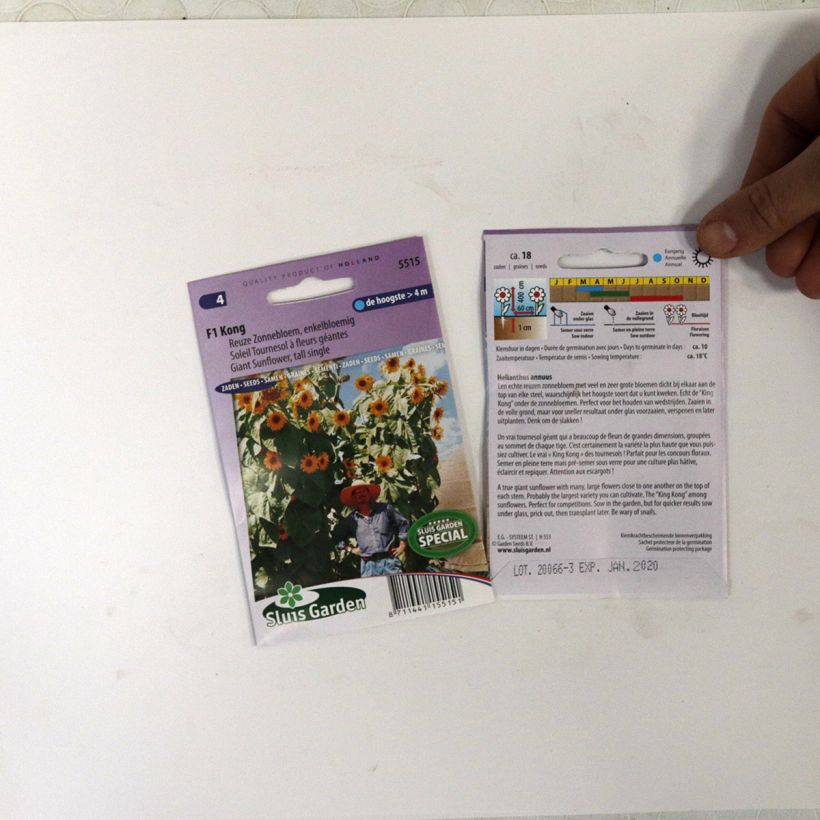 Example of Gemeine Sonnenblume Kong F1 - Helianthus die Tüte mit 18 Samen ungefähr as you get