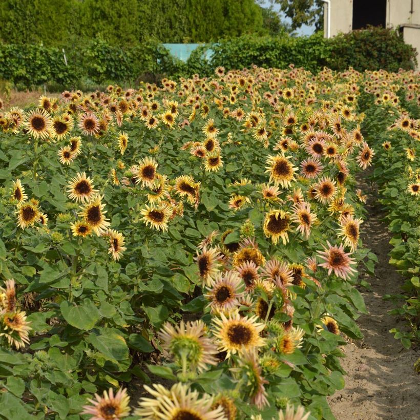 Sonnenblume Astra Rose (Samen) - Helianthus annuus  (Wuchs)