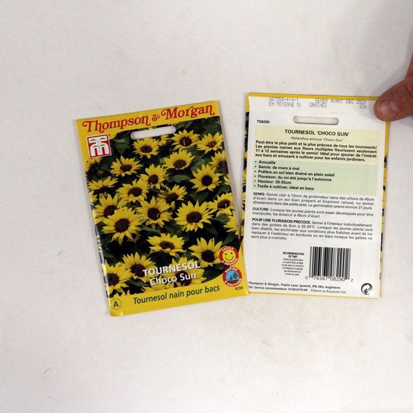 Beispiel eines Exemplars von Gemeine Sonnenblume Choco Sun - Helianthus die Tüte mit Samen von 0.2 Gramm wie geliefert