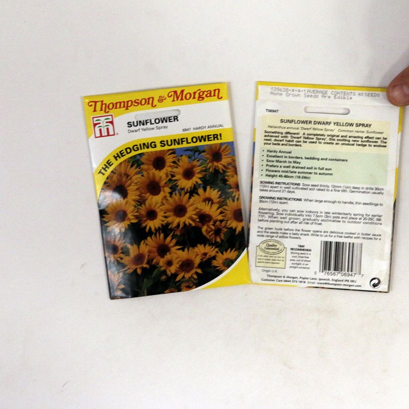 Example of Gemeine Sonnenblume Dwarf Yellow Spray - Helianthus die Tüte mit 40 Samen ungefähr as you get