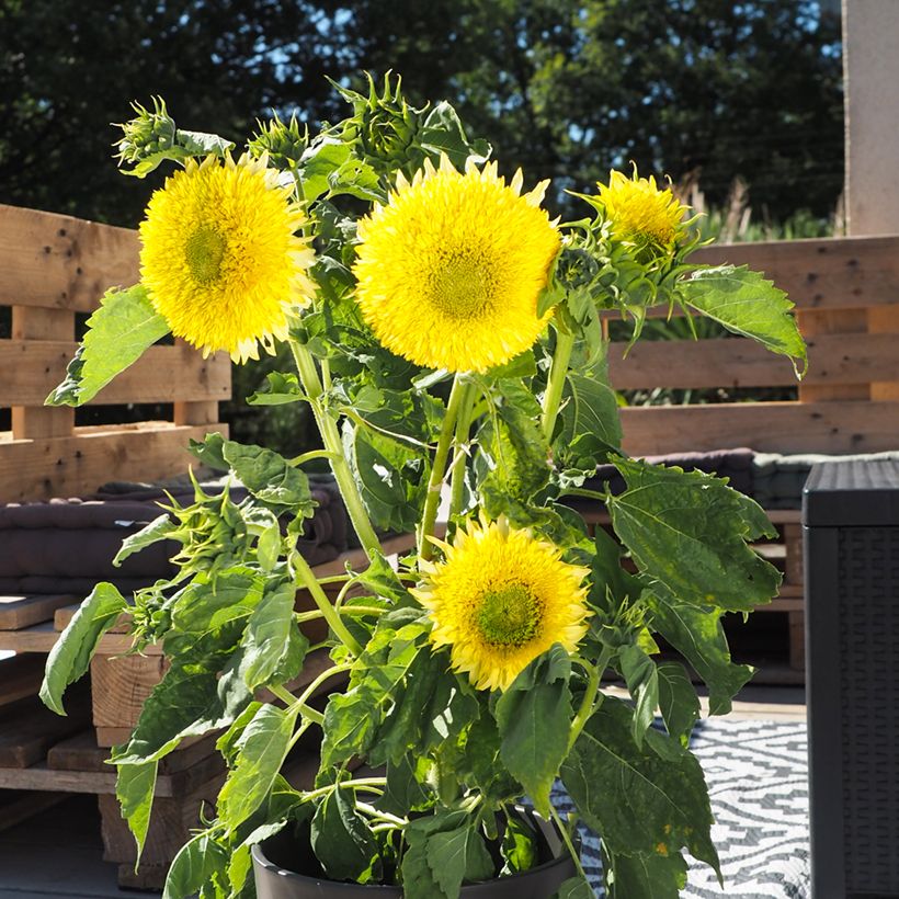 Sonnenblume Gummy Bear (Samen) - Helianthus (Plant habit)
