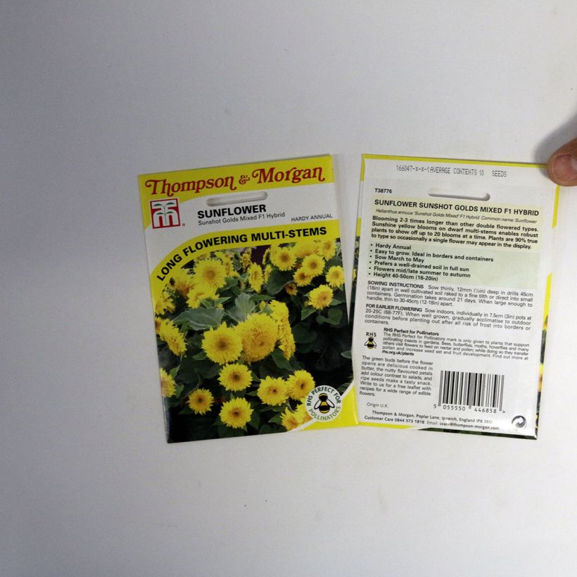 Beispiel eines Exemplars von Gemeine Sonnenblume Sunshots Golds Mixed - Helianthus die Tüte mit 10 Samen ungefähr wie geliefert