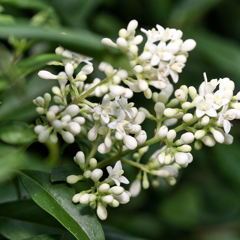 Gemeiner Liguster (Samen) - Ligustrum vulgare (Blüte)