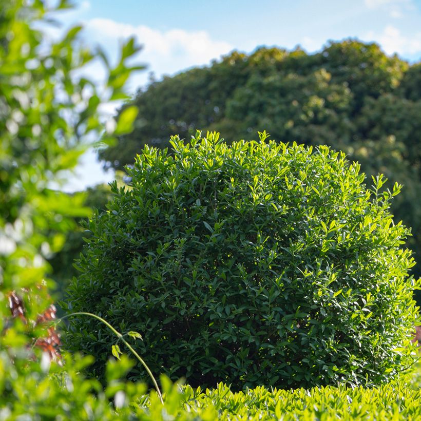 Gemeiner Liguster (Samen) - Ligustrum vulgare (Wuchs)