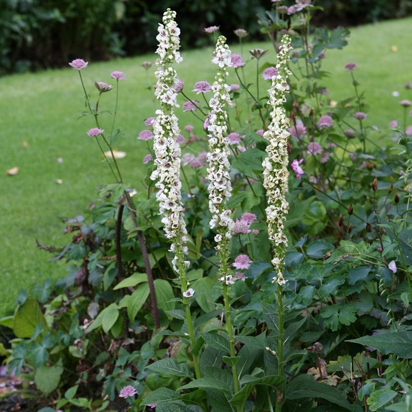 Verbascum chaixii Album (Samen) - Österreichische Königskerze (Wuchs)