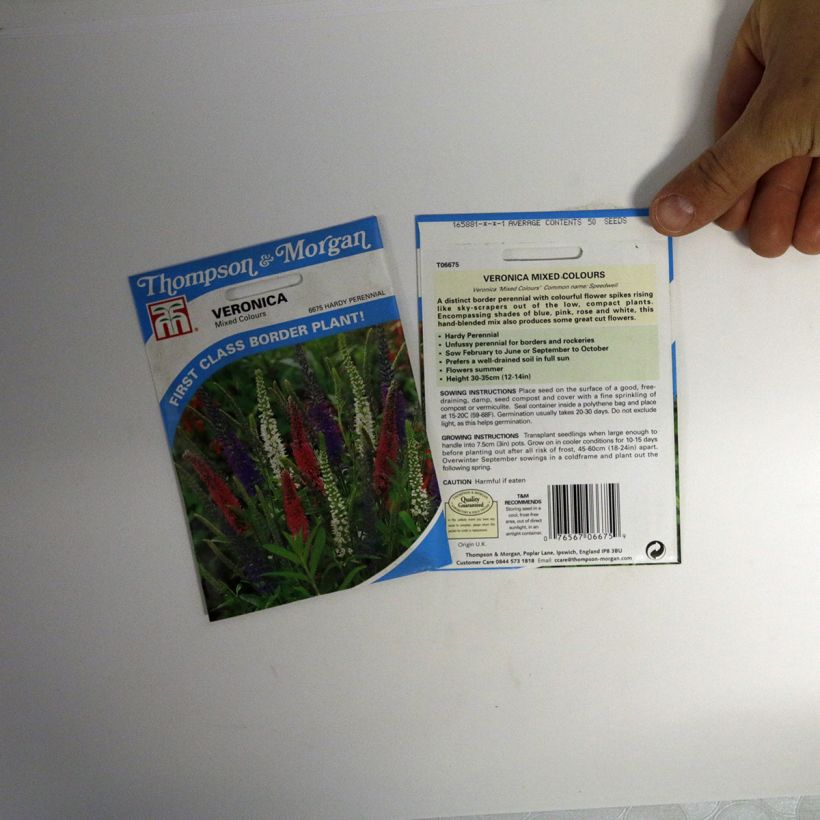 Beispiel eines Exemplars von Veronica Mixed colours (Samen) - Ehrenpreis die Tüte mit 50 Samen ungefähr wie geliefert
