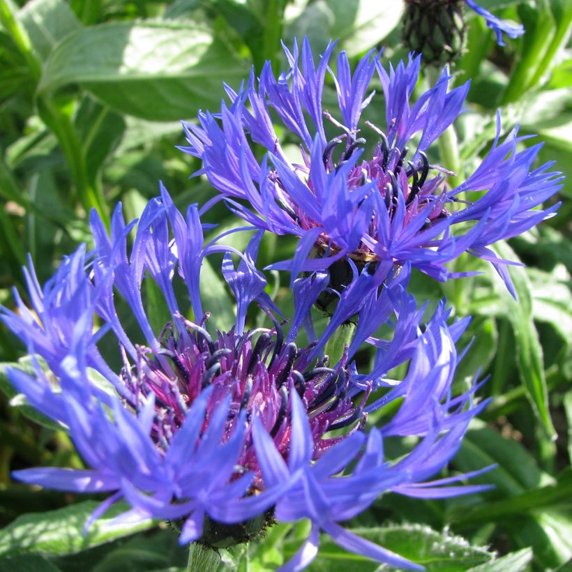 Berg-Flockenblume (Samen) - Centaurea montana (Flowering)