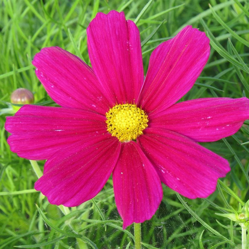 Schmuckkörbchen Royal Dwarf Carmine (Samen) - Cosmos (Flowering)