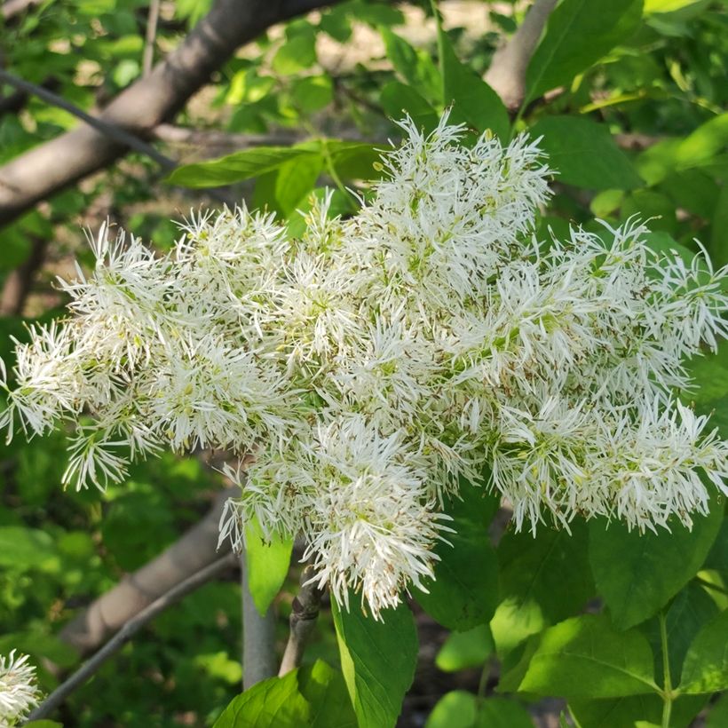 Manna-Esche (Samen) - Fraxinus ornus (Blüte)