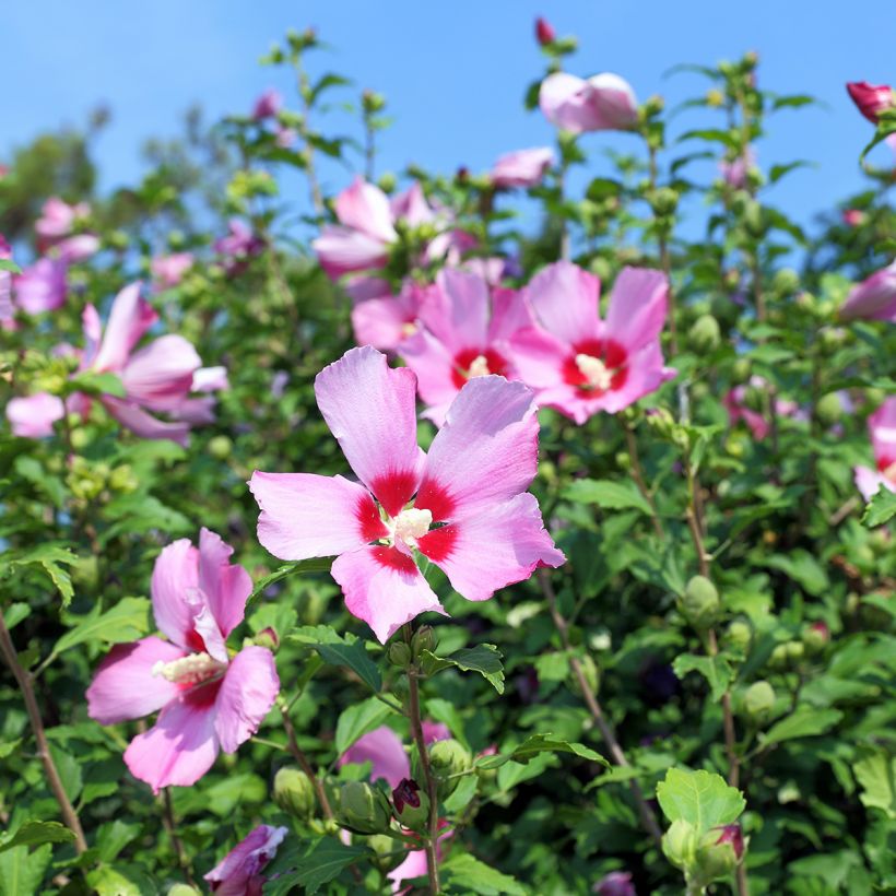 Garten-Hibiscus  (Samen) - Hibiscus syriacus (Blüte)