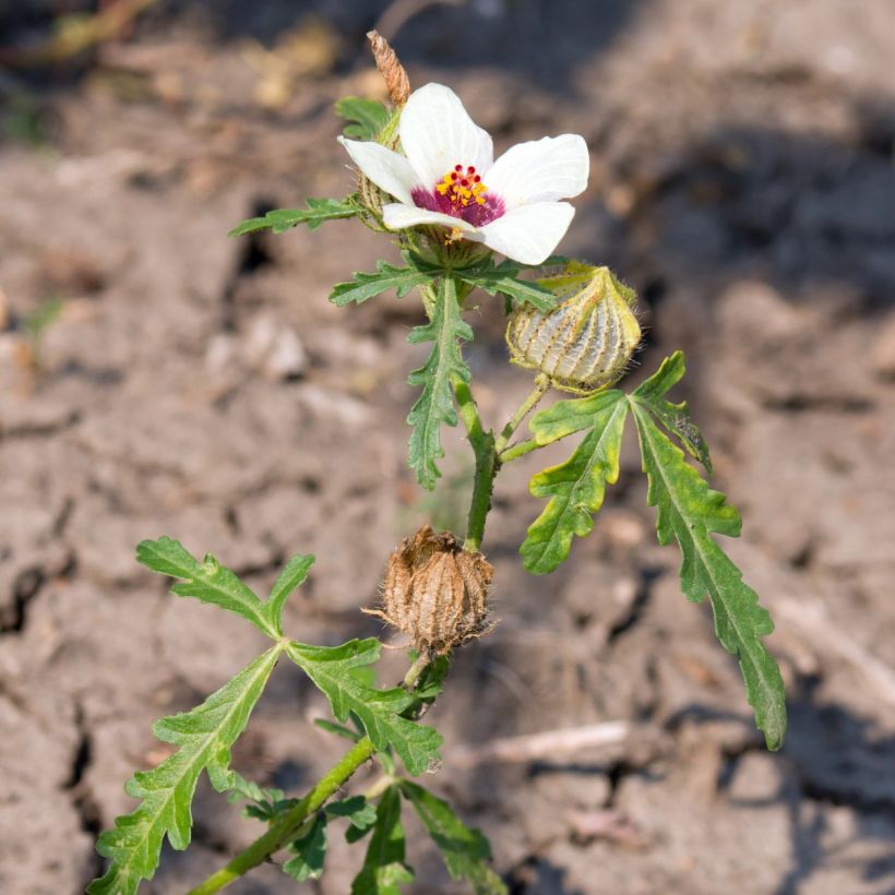 Hibiscus trionum (Samen) - Stundenblume (Wuchs)