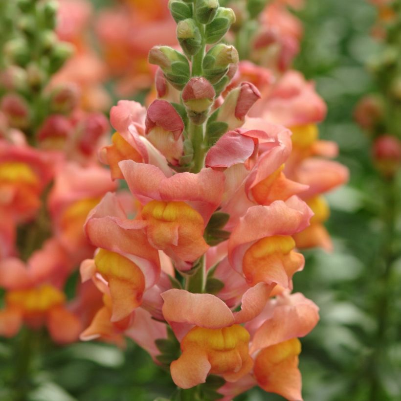 Löwenmäulchen Potomac Orange F1 (Samen) - Antirrhinum majus (Blüte)