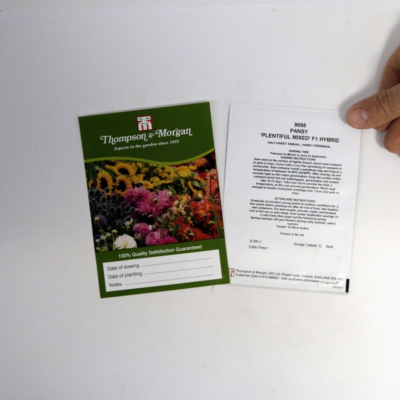 Beispiel eines Exemplars von Stiefmütterchen Plentifall Mixed Hybride F1 (Samen) die Tüte mit 12 Samen ungefähr wie geliefert