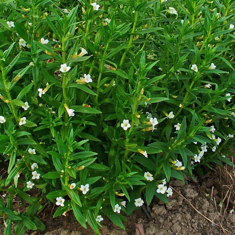 Gratiola officinalis - Echtes Gnadenkraut (Wuchs)