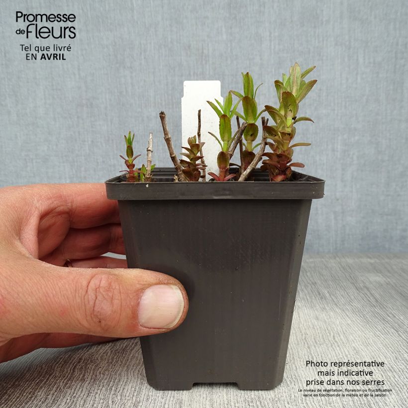 Exemplar von Gratiola officinalis - Echtes Gnadenkraut Kleine Töpfe von 8/9 cm wie im Frühjahr geliefert