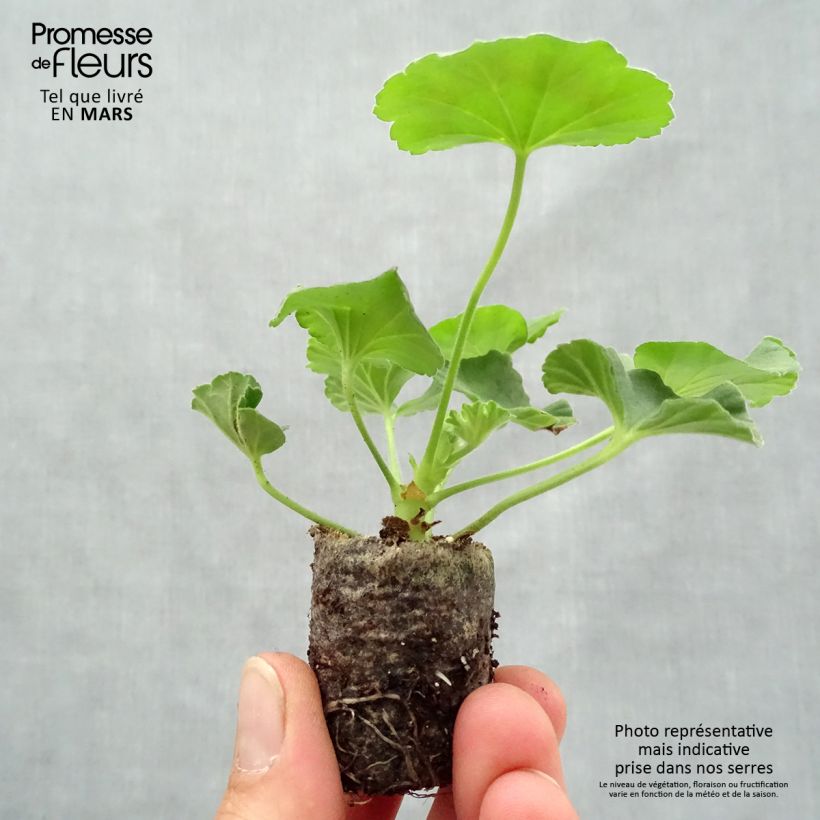 Exemplar von Zonal-Pelargonie Flic Flac Red Nova - Pelargonium Mini-Plug Ø 3/4 cm wie im Frühjahr geliefert