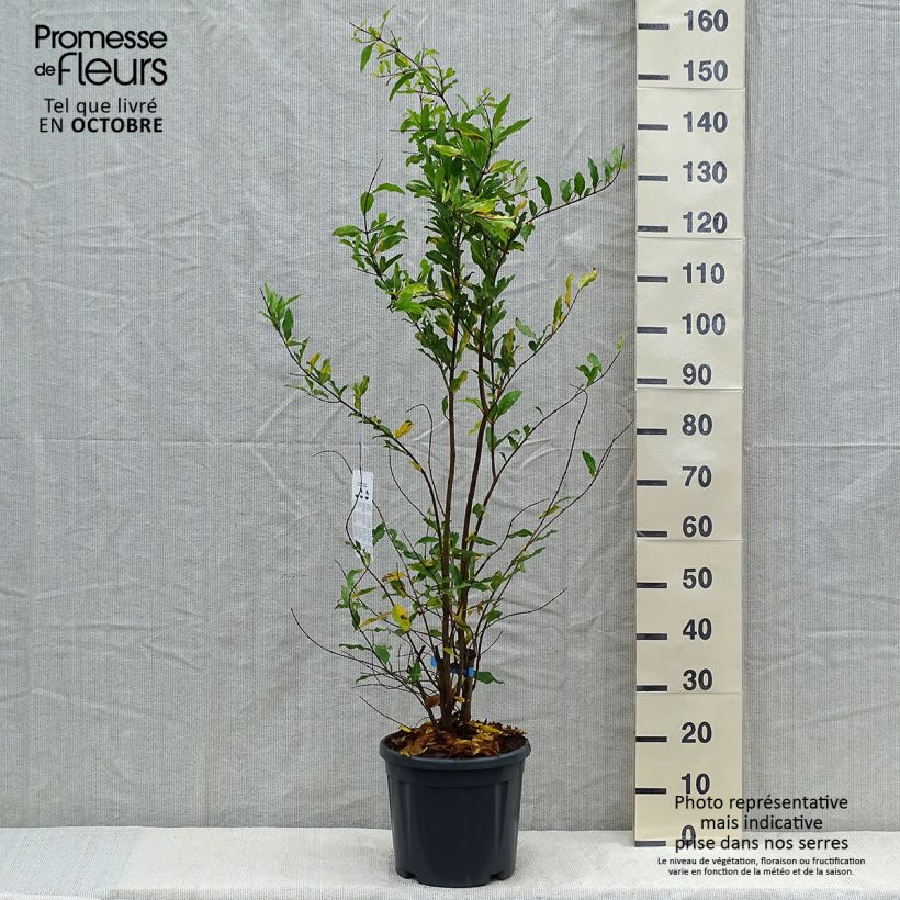 Exemplar von Granatapfelbaum Malisi - Punica granatum Topf mit 7,5L/10L, Halbstamm wie im Herbst geliefert