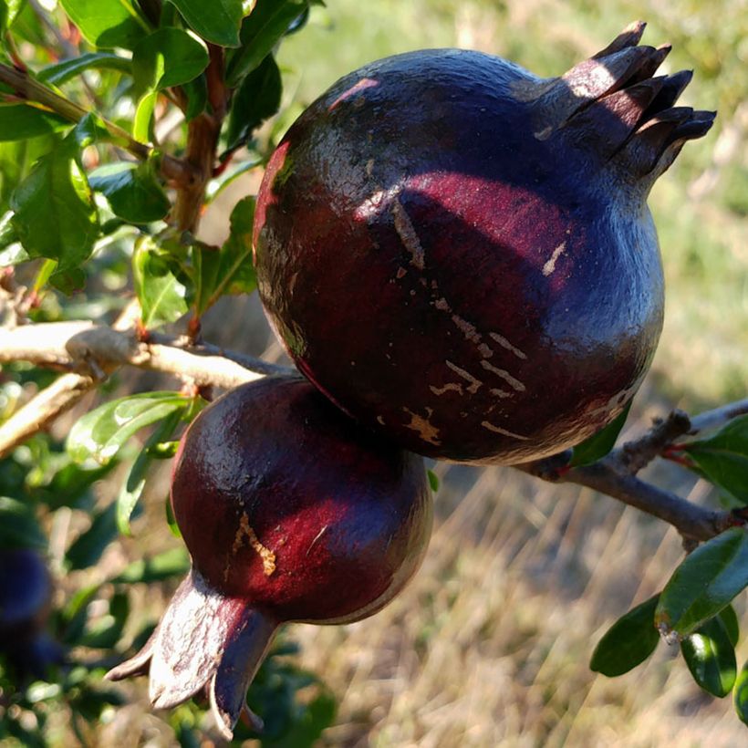 Grenadier à fruits - Punica granatum Asmar (Ernte)