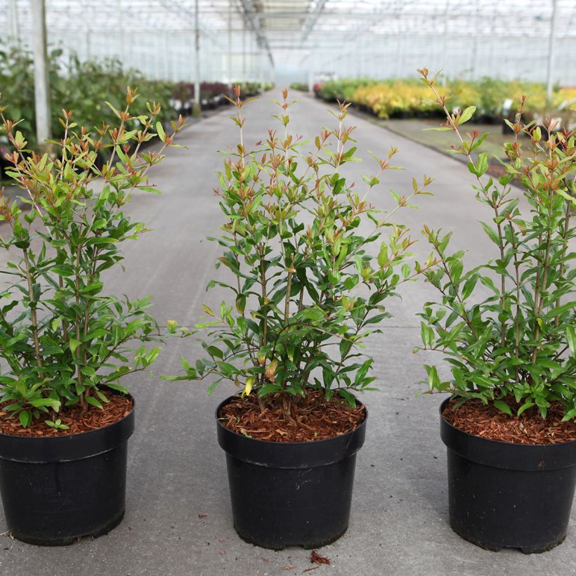 Granatapfelbaum Favorite - Punica granatum (Wuchs)