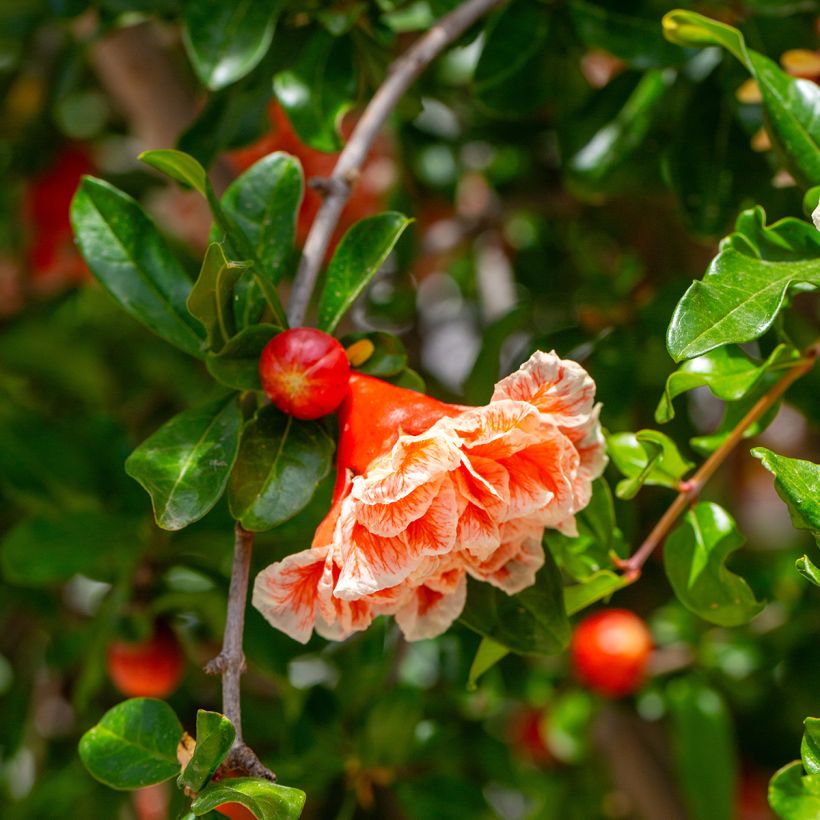 Punica granatum California Sunset - Granatapfelbaum (Blüte)