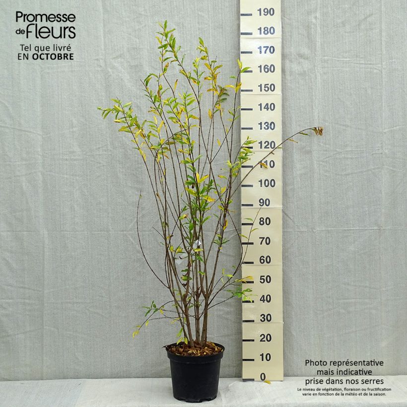 Exemplar von Granatapfelbaum Plena - Punica granatum Topf mit 7,5L/10L, Strauch wie im Herbst geliefert