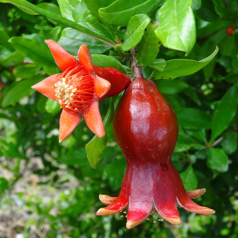 Granatapfelbaum - Punica granatum (Blüte)