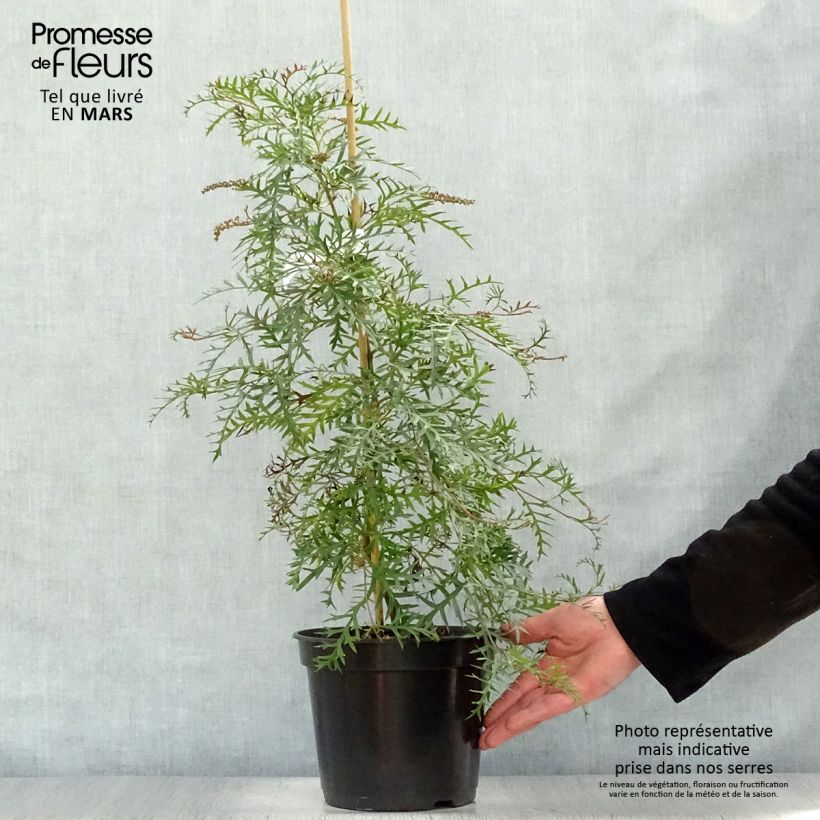 Example of Grevillea Bronze Rambler - Silbereiche Topf mit 4L/5L as you get in printemps