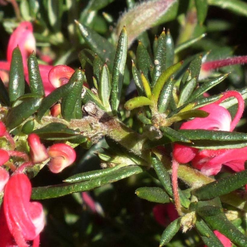 Grevillea Poorinda Rondeau - Silbereiche (Foliage)