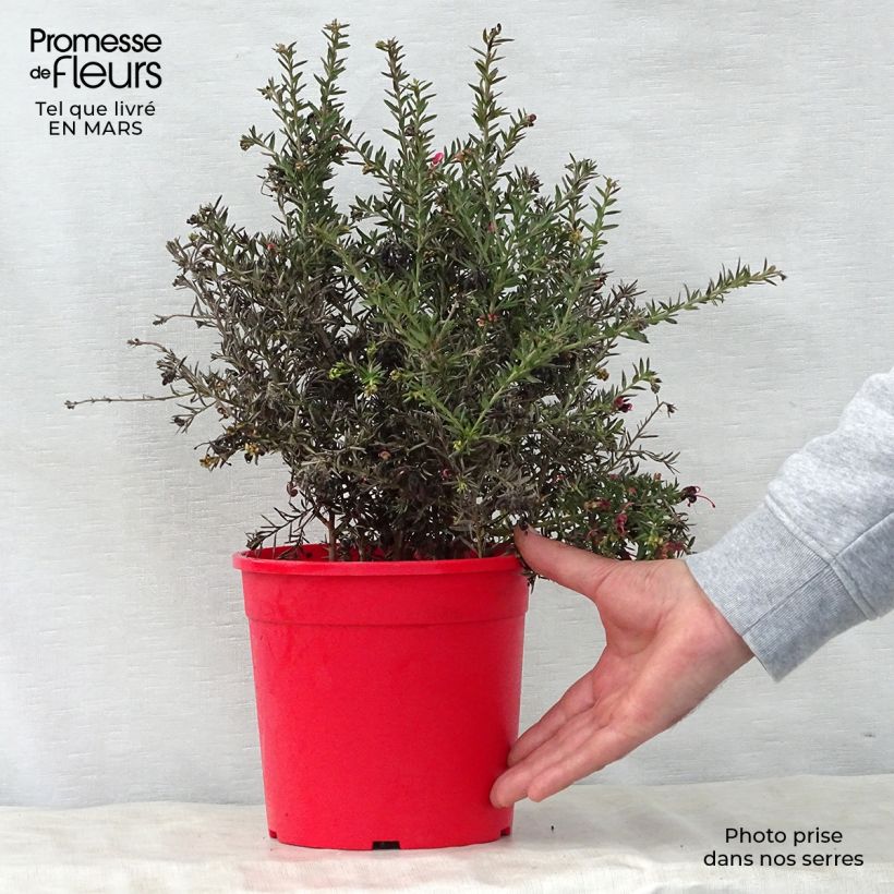 Example of Grevillea Poorinda Rondeau - Silbereiche Topf mit 3L/4L, Strauch as you get in printemps