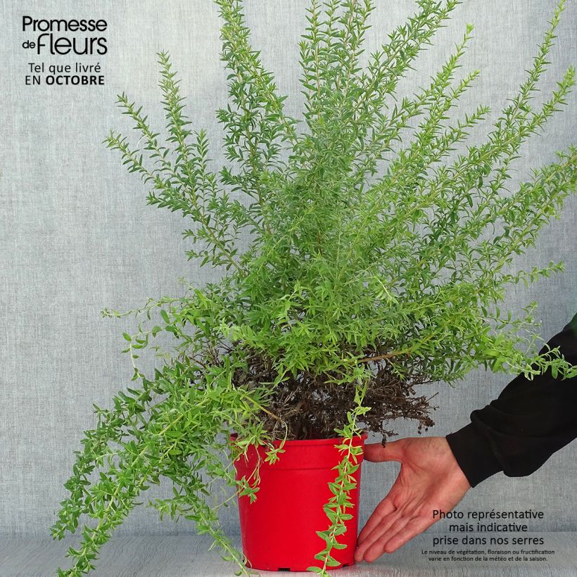 Exemplar von Grevillea Poorinda Rondeau - Silbereiche Topf mit 3L/4L, Strauch wie im Herbst geliefert