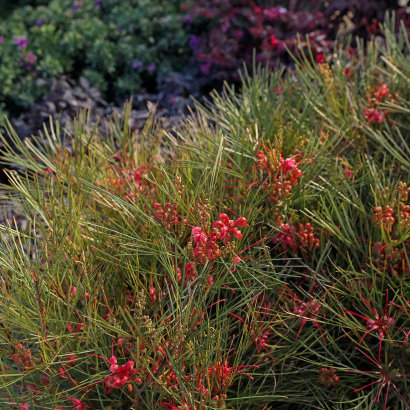 Grevillea johnsonii - Silbereiche (Wuchs)
