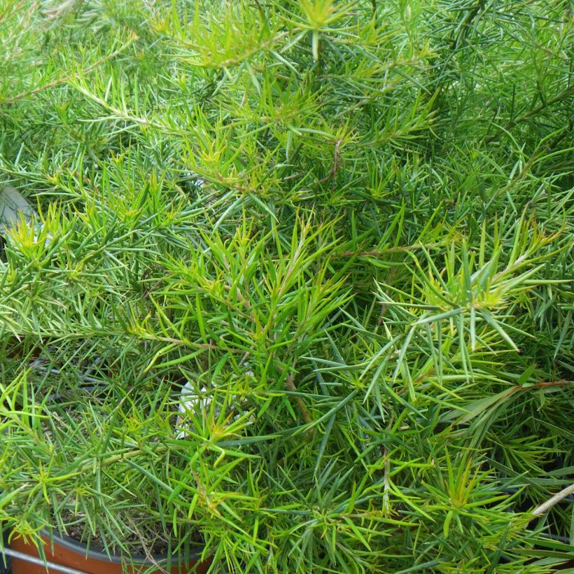 Grevillea Canberra Gem - Silbereiche (Foliage)