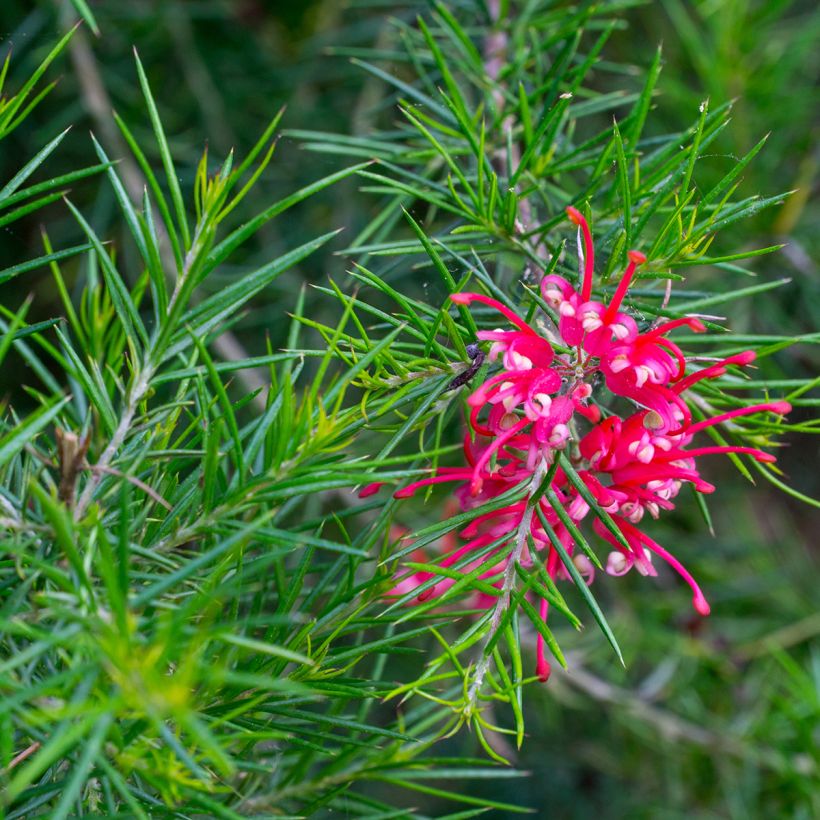 Grevillea Canberra Gem - Silbereiche (Flowering)