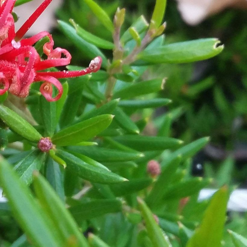 Grevillea juniperina New Blood - Australische Silbereiche (Foliage)